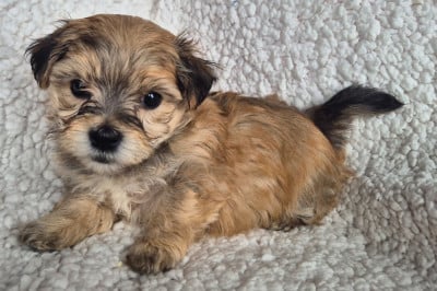 Les chiots de Bichon Havanais