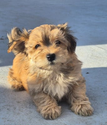Les chiots de Bichon Havanais
