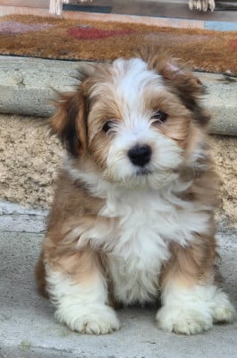 Les chiots de Bichon Havanais