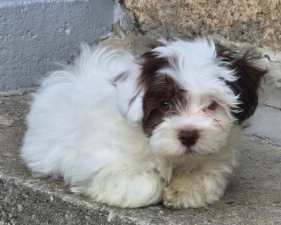 Les chiots de Bichon Havanais