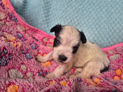 Les chiots de Bichon Havanais