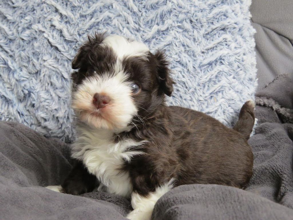 CHIOT 1