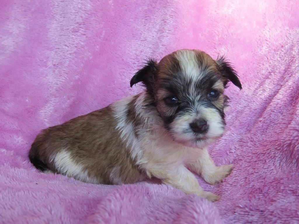 CHIOT 5