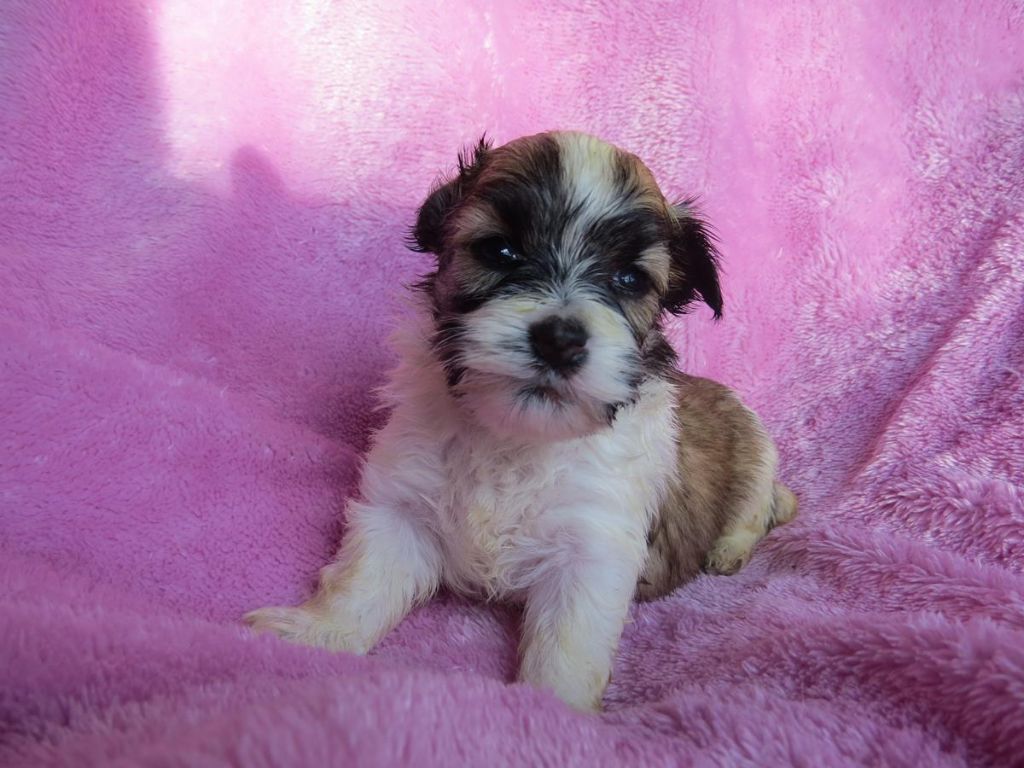 CHIOT 5