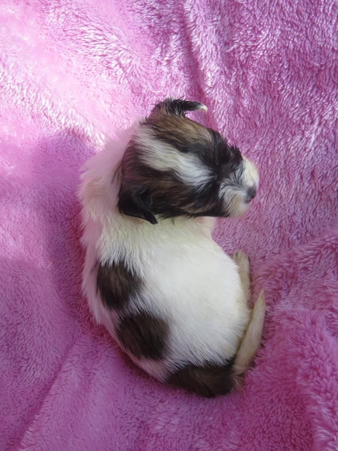 CHIOT 2