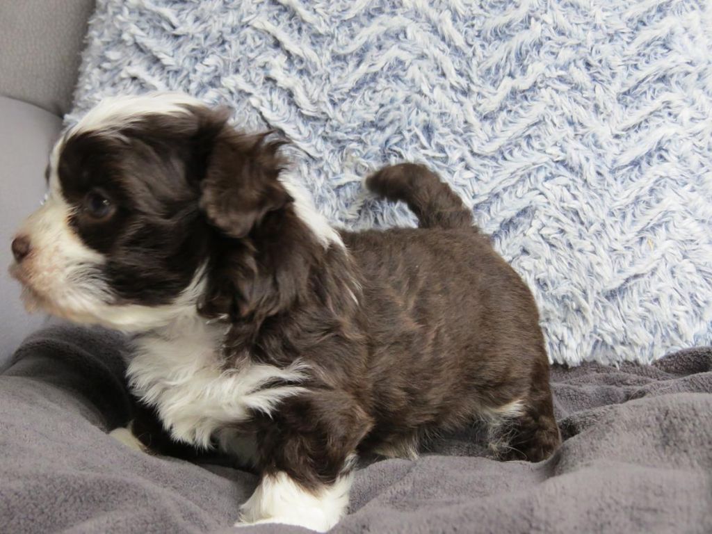 CHIOT 1