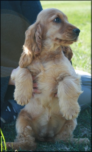 Elenwood de l'Isle aux Lutins