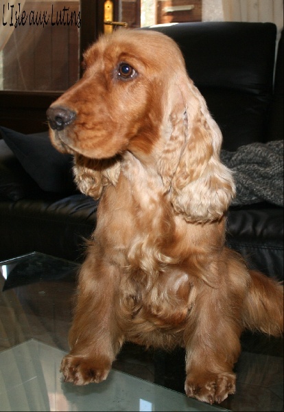 Folamour de l'Isle aux Lutins