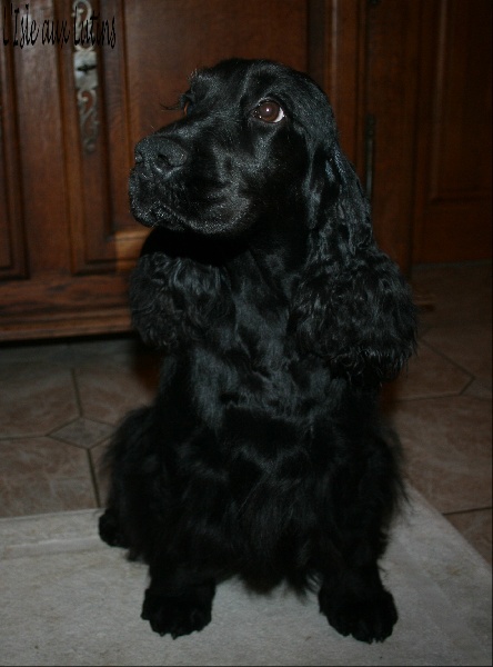 Gipsy de l'Isle aux Lutins