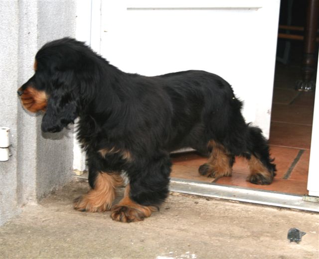 Damour de l'Isle aux Lutins