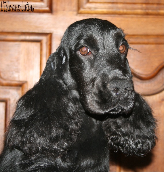 Gipsy de l'Isle aux Lutins