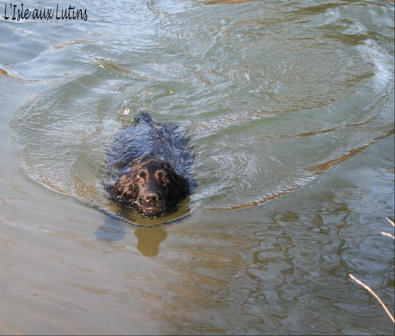 Gipsy de l'Isle aux Lutins