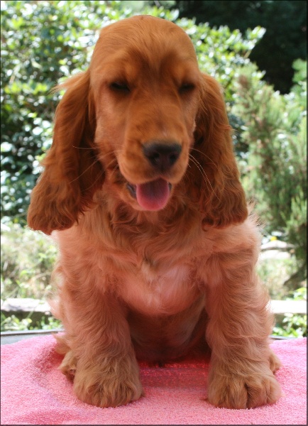 Folamour de l'Isle aux Lutins