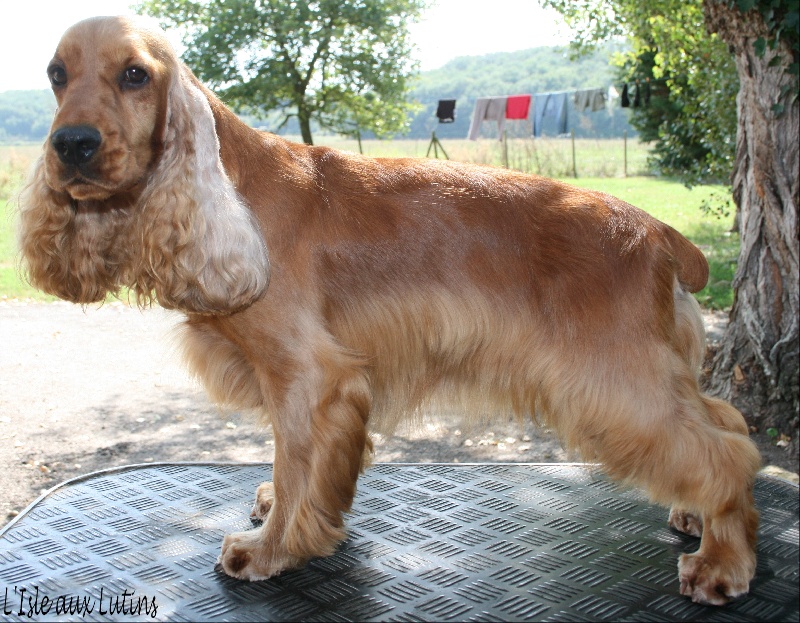 Elenwood de l'Isle aux Lutins