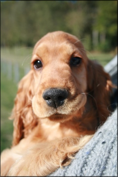 Elenwood de l'Isle aux Lutins