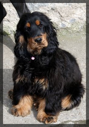 Damour de l'Isle aux Lutins