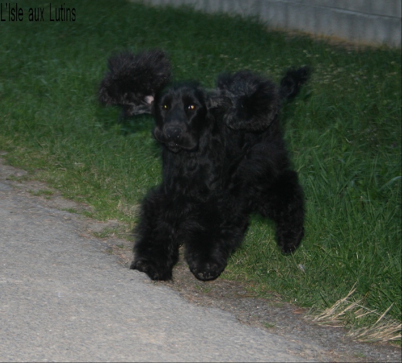 Gangster's paradise de l'Isle aux Lutins