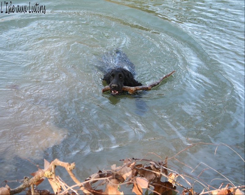 Gipsy de l'Isle aux Lutins