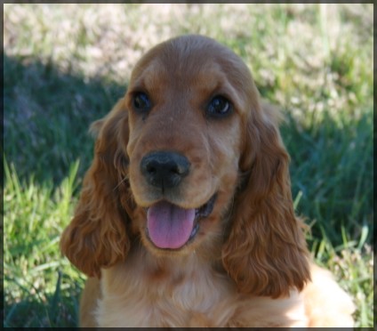 Elenwood de l'Isle aux Lutins