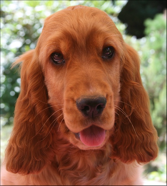 Folamour de l'Isle aux Lutins