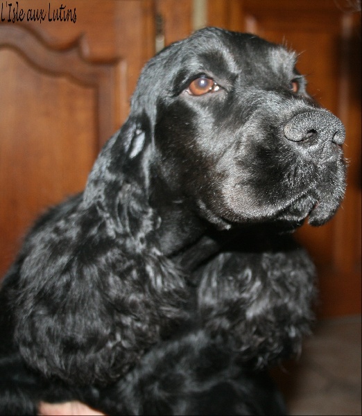 Gipsy de l'Isle aux Lutins