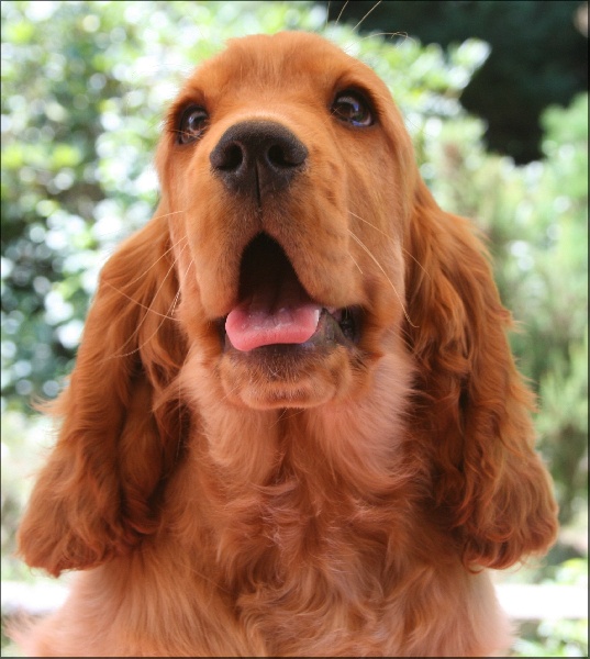 Folamour de l'Isle aux Lutins