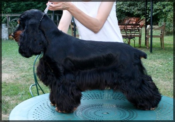 Damour de l'Isle aux Lutins