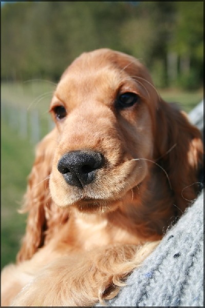 Elenwood de l'Isle aux Lutins