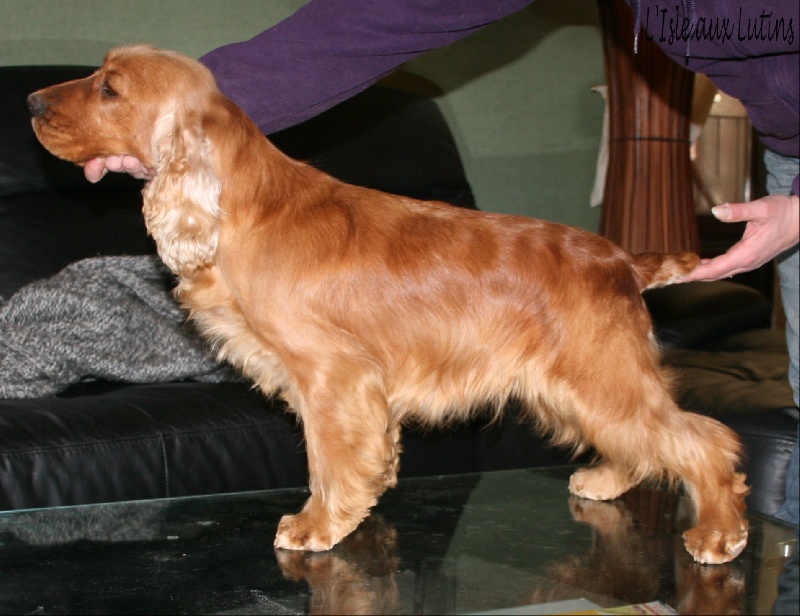 Folamour de l'Isle aux Lutins