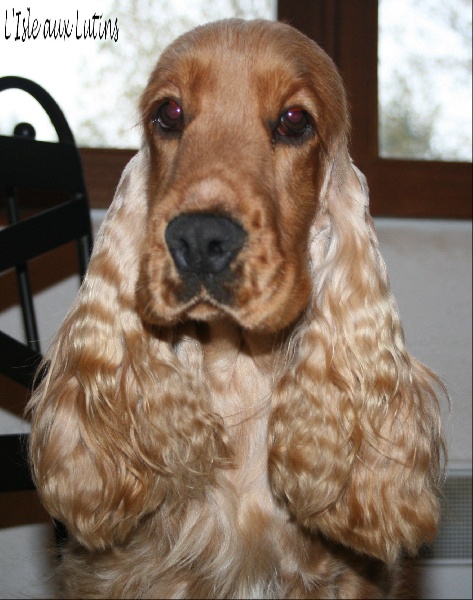 Enjoy girl de l'Isle aux Lutins