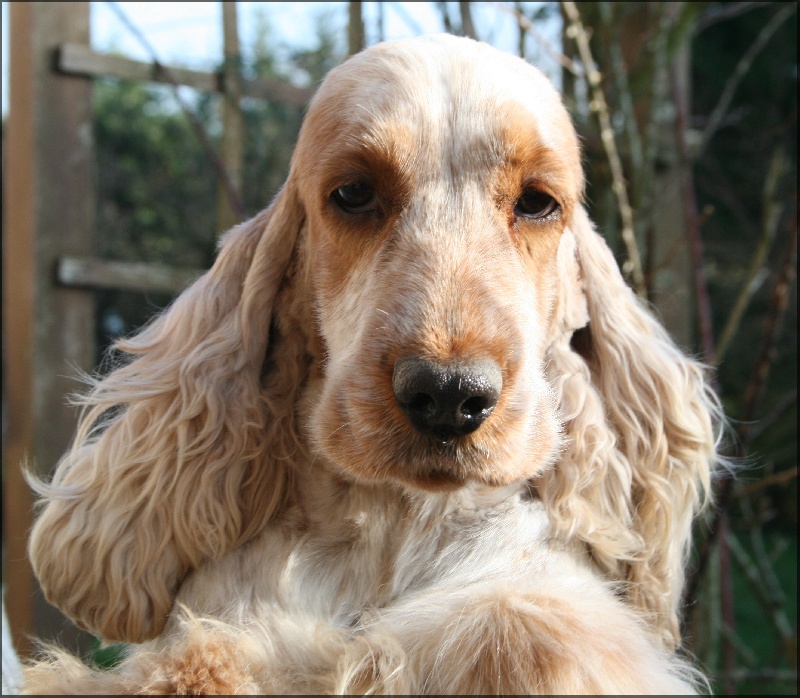 Byzance de l'Isle aux Lutins