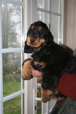 Damour de l'Isle aux Lutins