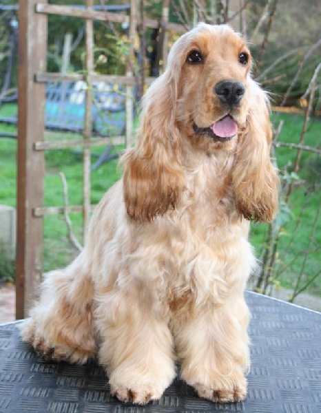 Enjoy girl de l'Isle aux Lutins