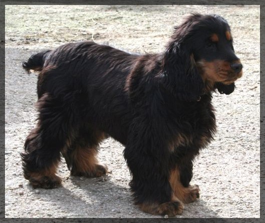 Damour de l'Isle aux Lutins