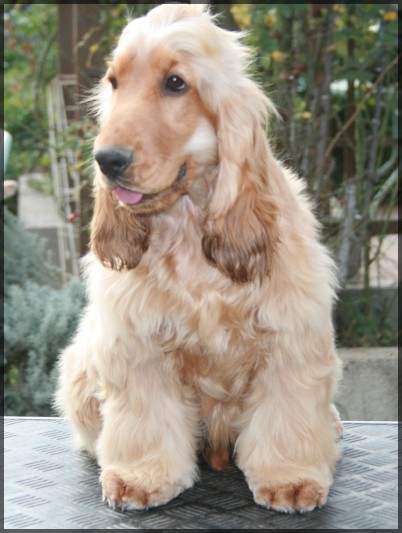 Enjoy girl de l'Isle aux Lutins