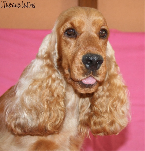 Elenwood de l'Isle aux Lutins