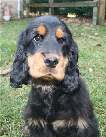 Damour de l'Isle aux Lutins