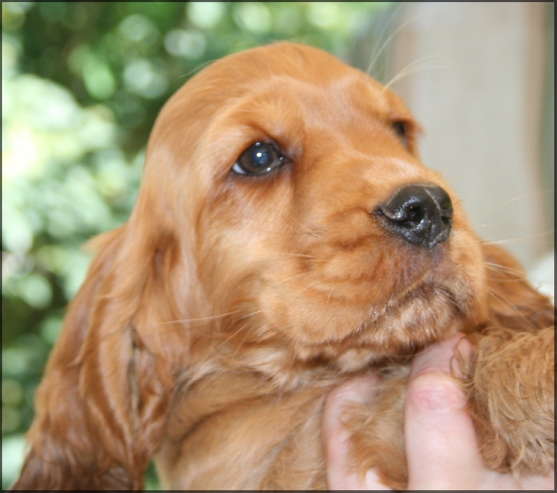 Folamour de l'Isle aux Lutins