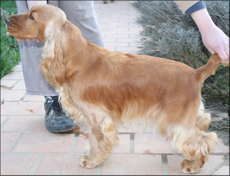 Enjoy girl de l'Isle aux Lutins