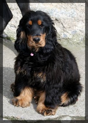 Damour de l'Isle aux Lutins