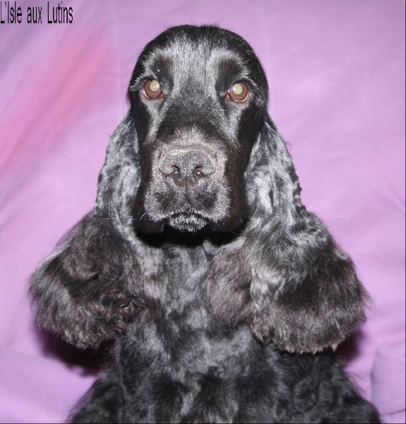 Gangster's paradise de l'Isle aux Lutins