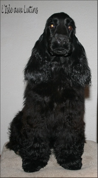 First-kiss de l'Isle aux Lutins