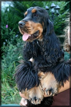 Damour de l'Isle aux Lutins