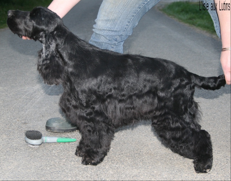 Gangster's paradise de l'Isle aux Lutins