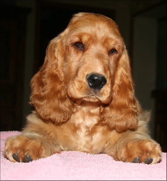 Folamour de l'Isle aux Lutins