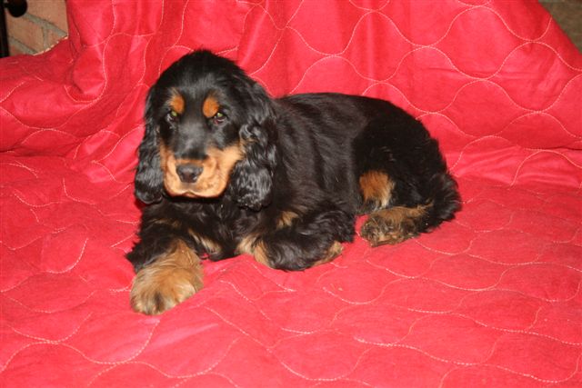 Damour de l'Isle aux Lutins