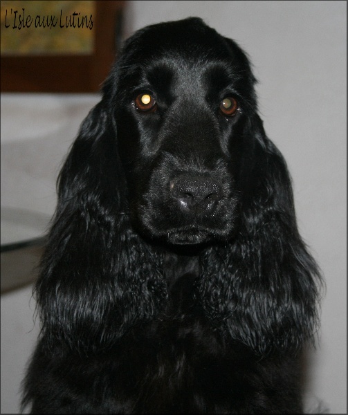 First-kiss de l'Isle aux Lutins