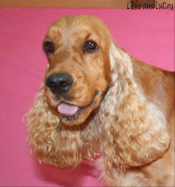 Elenwood de l'Isle aux Lutins