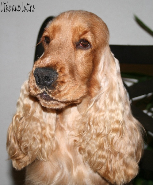 Enjoy girl de l'Isle aux Lutins