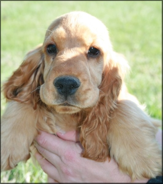 Elenwood de l'Isle aux Lutins